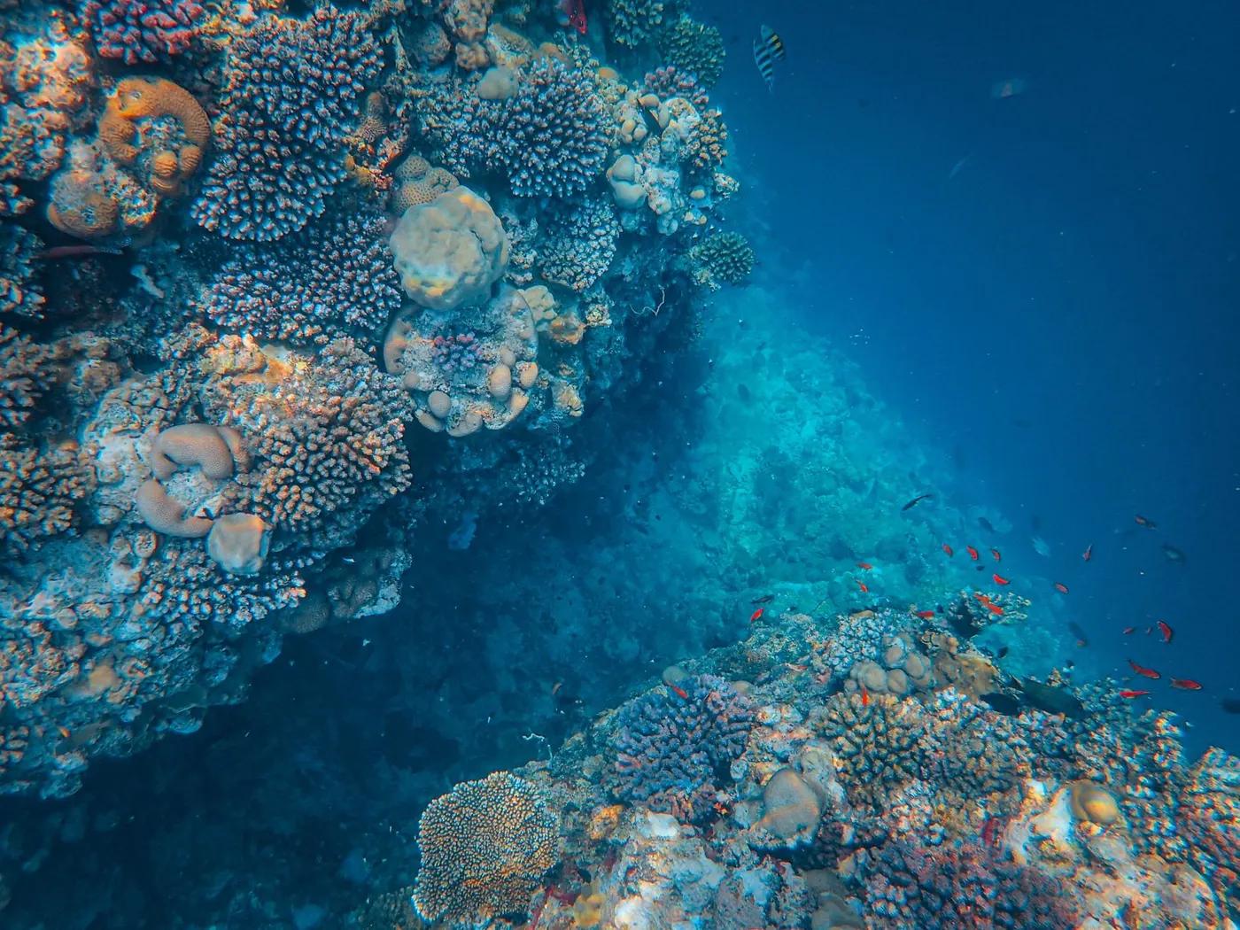Explore the lively coral reef ecosystem teeming with diverse marine life.