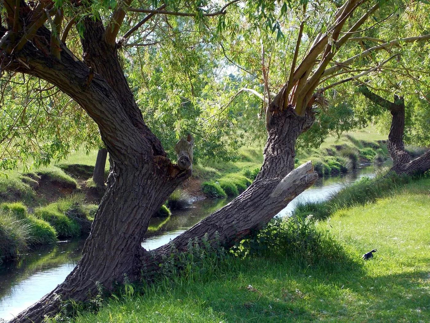 Serene forest scene with a tranquil stream bordered by lush greenery and sunlight filtering through tall trees.