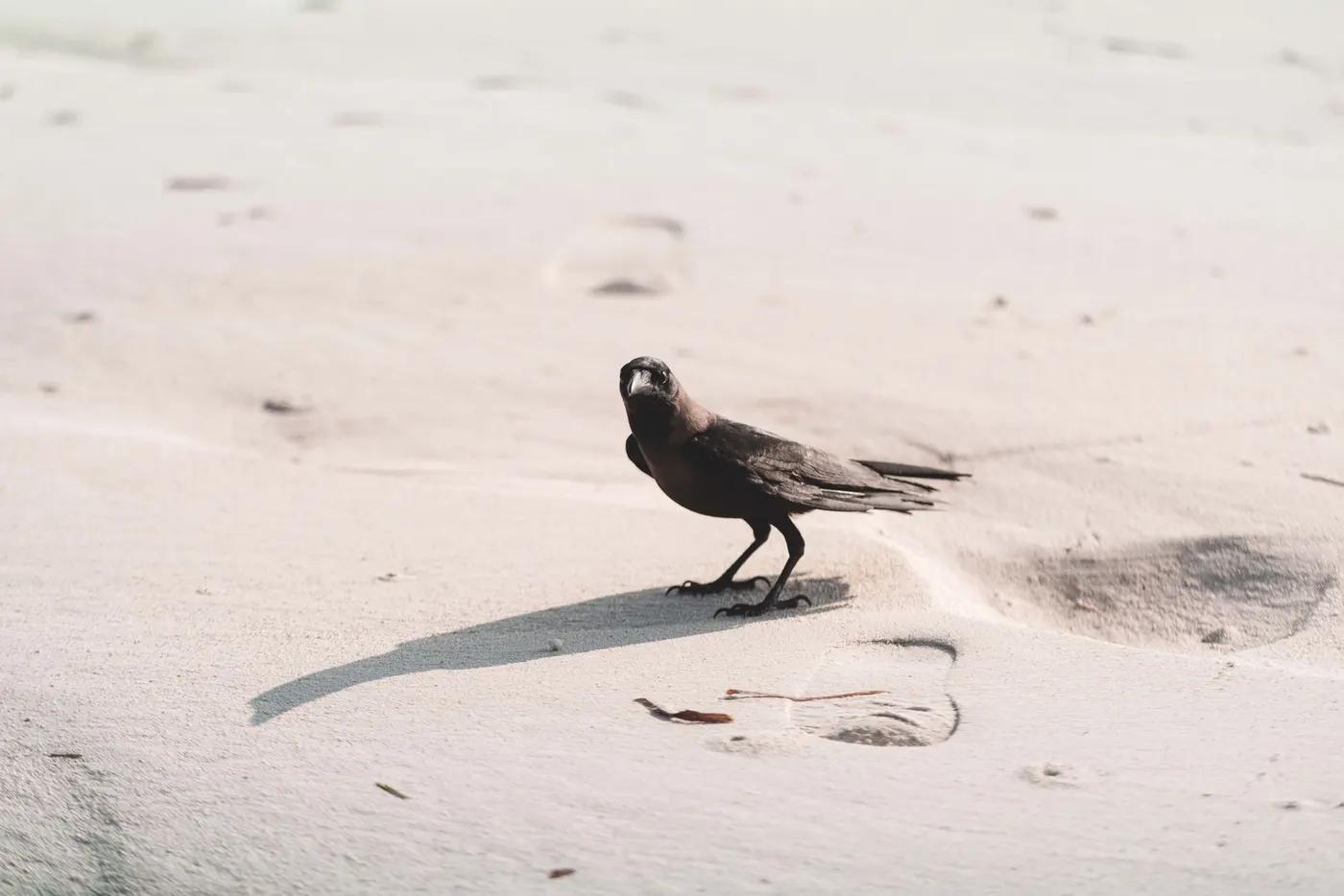 A crow standing on the sandy beach of Maafaru, Noonu Atoll, Maldives.