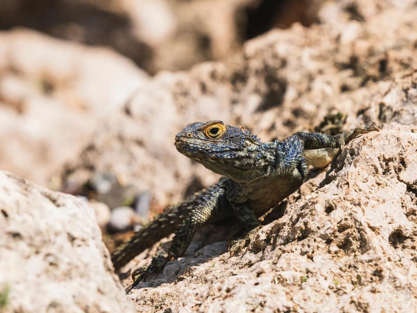 Detailed macro shot of a curious Agama lizard sunbathing on rocky terrain.
