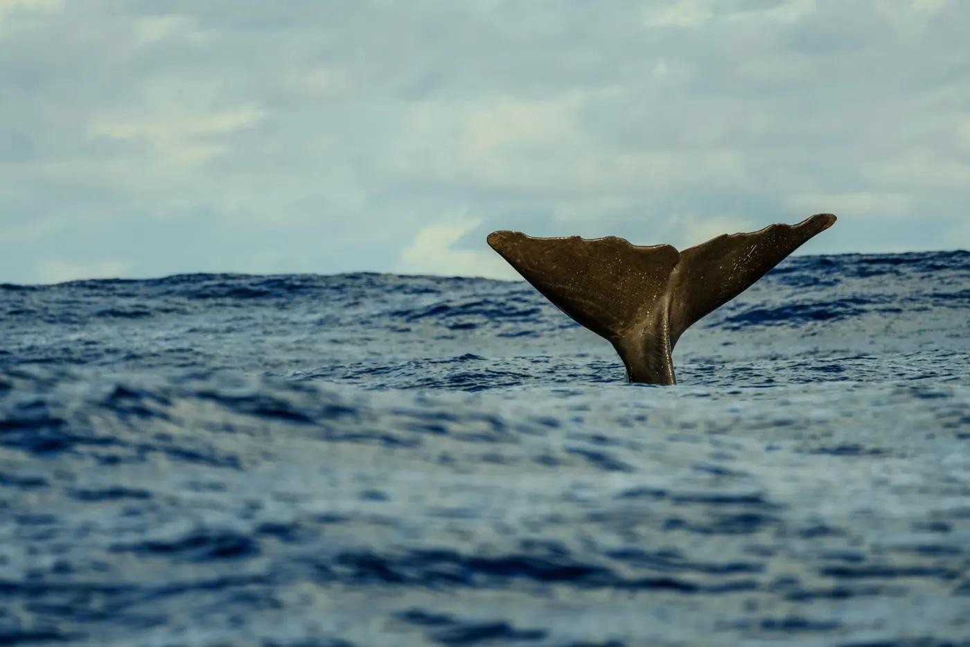 A majestic whale tail breaking the ocean's surface, showcasing marine wildlife's beauty.