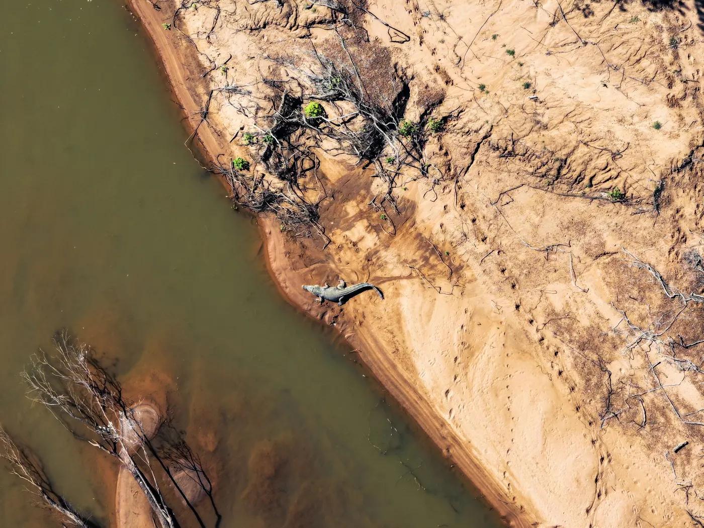 Aerial shot of saltwater crocodile on a sandy riverbank in Fitzroy Crossing, Australia.