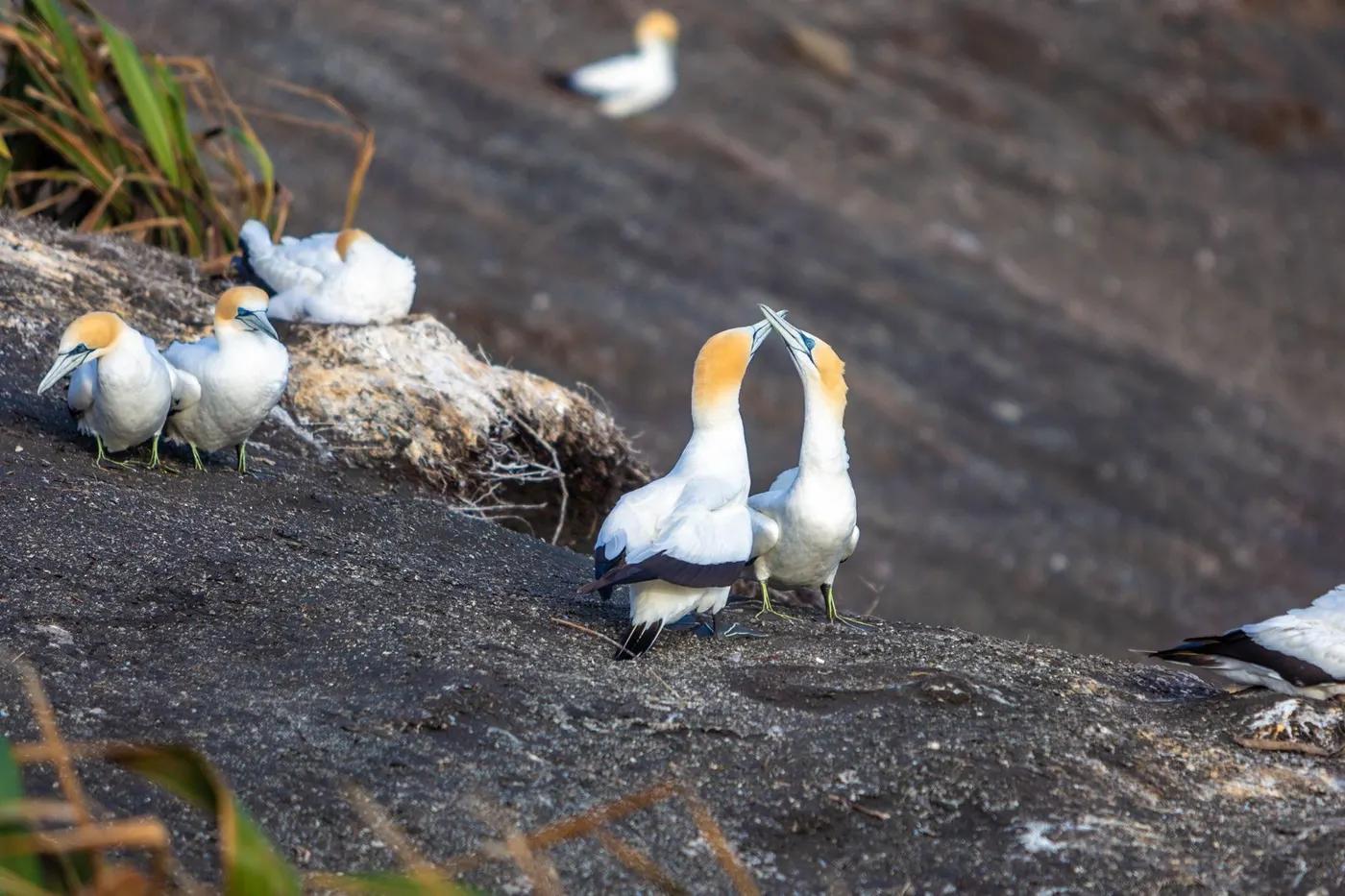 Australasian gannets interacting on Muriwai cliffs, Auckland, New Zealand.