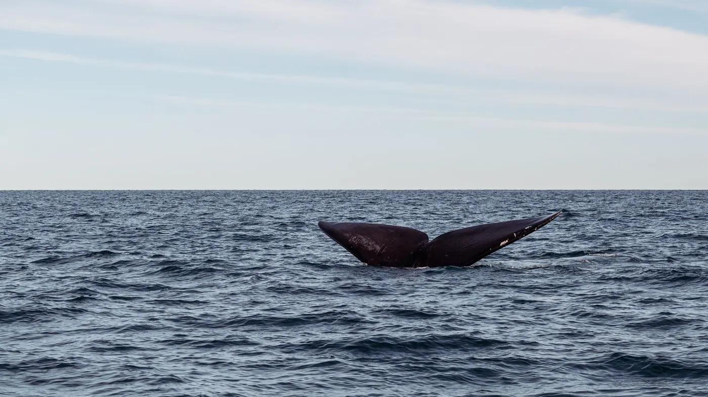 A whale tail gracefully rising from the ocean, showcasing marine beauty and wildlife.
