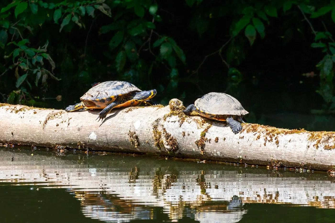 Two turtles resting on a sunlit log in a forest pond, creating a serene natural scene.