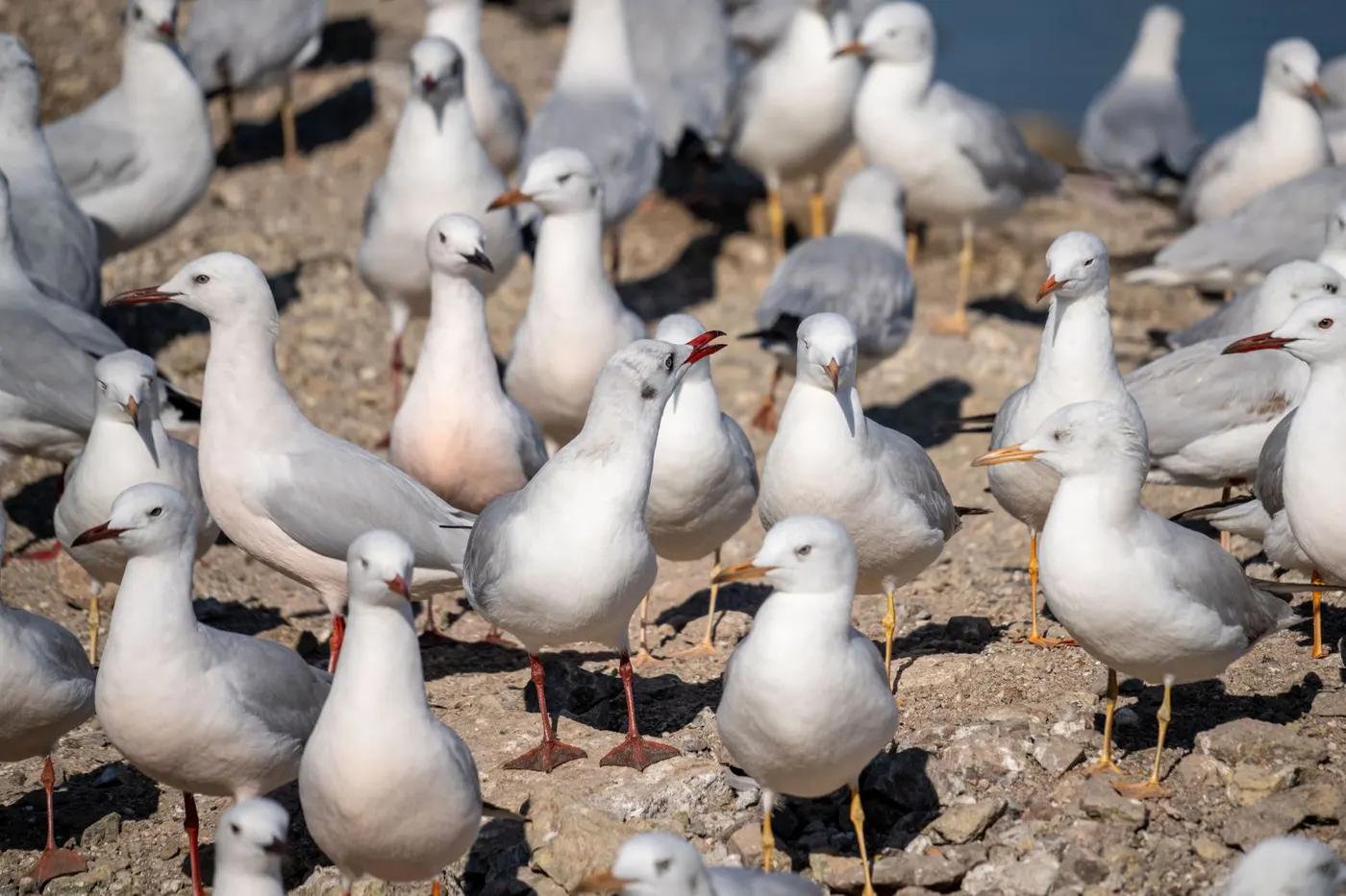 A large flock of seagulls gathered on the rocky shore in Jamnagar, Gujarat, India.