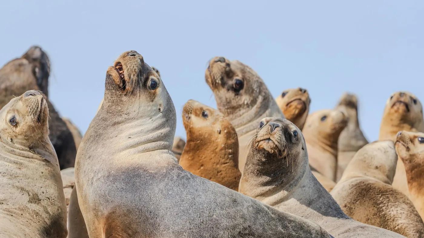 Close-up of sea lions basking on a sandy beach under blue skies, showing social behavior.